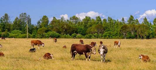 Picturesque farm with a herd of cows, Estonia