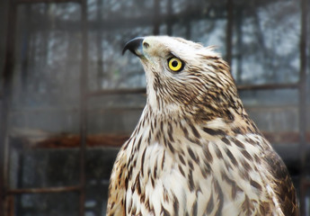 Proud bird eagle. Wild bird