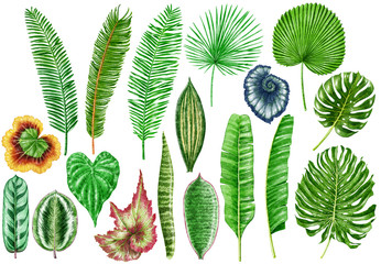 Tropical leaf watercolor illustration, isolated on white
