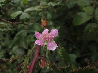 wild blacberry flower in rain