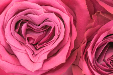Obraz na płótnie Canvas Liebe, Herz, Rose, pink, rosa,