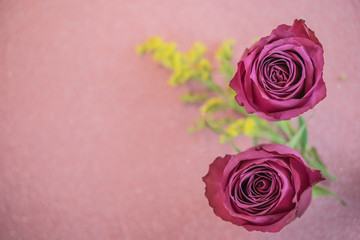 Liebe,Rose, pink, rosa,