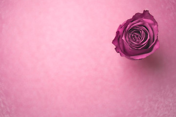 Liebe, Herz, Rose, pink, rosa,