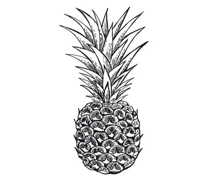 Pineapple sketch. Hand drawn illustration.