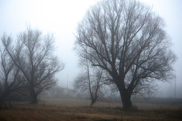 Fototapeta na wymiar Pictures of forest trees and fields in the fog