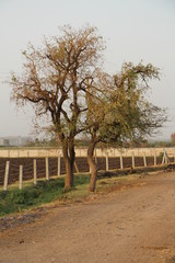 Lonely tree near a farm