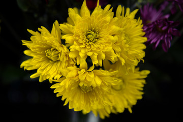 Yellow Mum Flowers Against Black Background