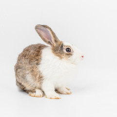 Obraz premium Piękny króliczek lub królik na białym tle
