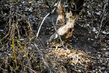  Pictures of forest trees and fields in the fog