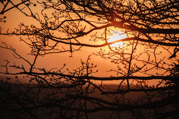 Beautiful orange sunset through black tree branches with swollen buds in spring