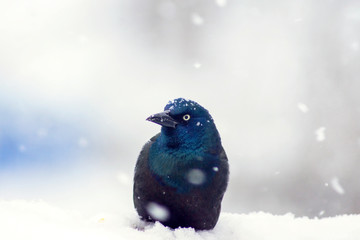 The Common Grackle in snow storm