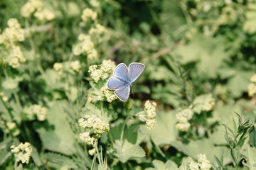Blue butterfly on a flower on a sunny