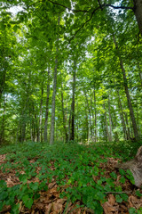 Fototapeta premium Mountain View Trail, Arabia Mountain, Georgia, USA