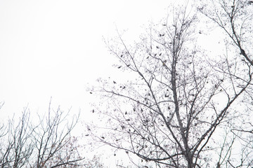  Pictures of forest trees and fields in the fog
