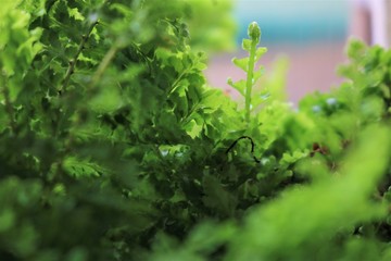 peque&ntilde;as hojas de helecho en close-up 