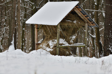 Fototapeta premium Fodder rack for deer with hay for animal in winter forest