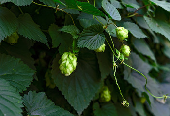 Hopfen