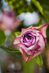 pink rose in garden