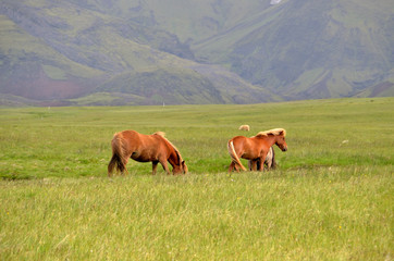 Fototapeta na wymiar Travel to Iceland