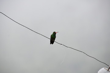  colorful hummingbird in the Colombian mountains