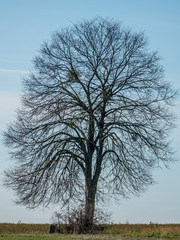 Kahle Obstbäume auf Baumgrundstück im Winter
