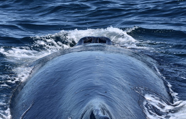 Unique view of two open nostrils (blowholes) on the top of a humpback whale's head from the vantage...