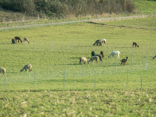 Junge Alpakas grasen auf der Weide