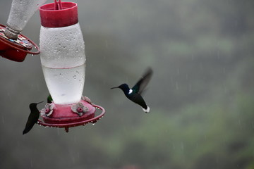  colorful hummingbird in the Colombian mountains