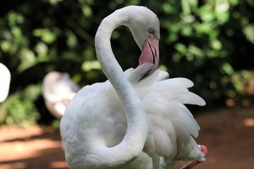 flamingo blanco con pico rosado 