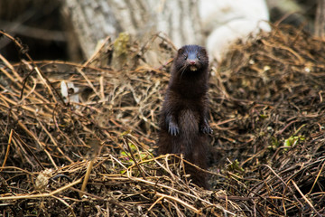  Photo of a river otter on the shore