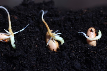 stretching young bean sprouts against the black earth