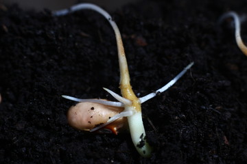 sprouted beans close-up in fertile soil