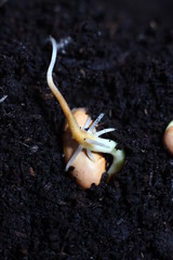 sprouted beans close-up in fertile soil