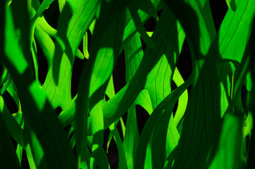 Green leaves light and shadow tone