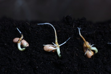 sprouted beans close-up in fertile soil