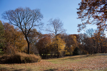 Autumn in New York's Central Park