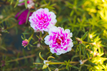 Close up and soft focus of pink Rosemoss flower