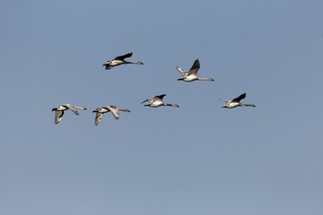 Flock of flying mute swans