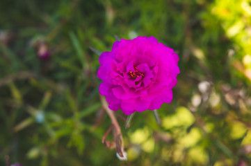 Obraz premium Close up and soft focus of pink Rosemoss flower