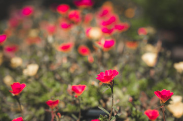 Fototapeta na wymiar Colorful rosemoss flowers or Portulace Grandiflora on green grass field