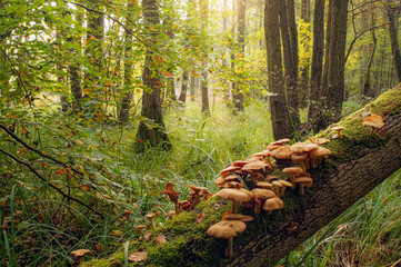 Beautiful autumn tree with mushrooms and moss in forest