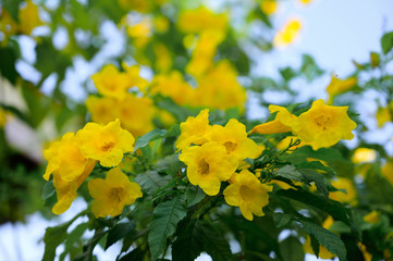 Yellow elder flower, Trumpetbushes flower