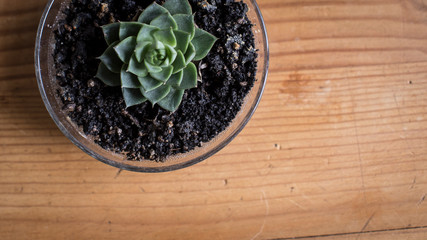  Banner rustic pine table top with warm golden wood grain distressed and natural