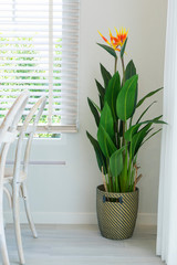 A lush decorative pot plant standing at living room window. - obrazy, fototapety, plakaty