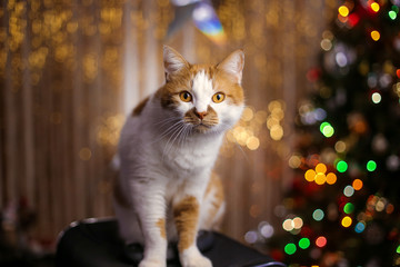 Red domestic cat on a background of Christmas lights