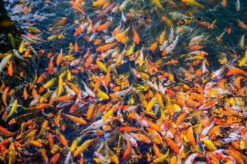 Colorful fancy carp fish, Japan Koi fish swimming in a ponds