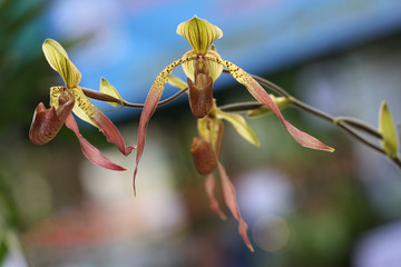 Yellow Lady Slipper Orchid with Blurred Background.