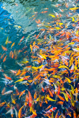 Fototapeta na wymiar Colorful fancy carp fish, Japan Koi fish swimming in a ponds