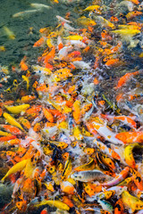 Obraz na płótnie Canvas Colorful fancy carp fish, Japan Koi fish swimming in a ponds