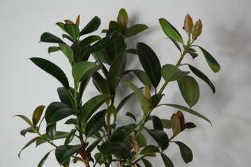 Gummibaum, Indische Kautschukbaum, Zimmerpflanze, Pflanze, Ficus elastica
